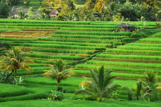 green rice field yoga